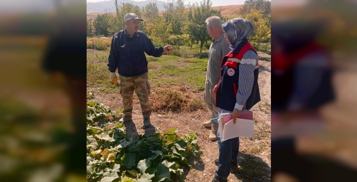 Turşuluk salatalıkta ilaç denetimleri yapıldı
