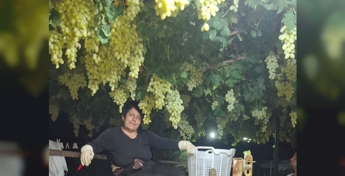 Üretici, üzümleri pazara yetiştirmek için gece çalıştı