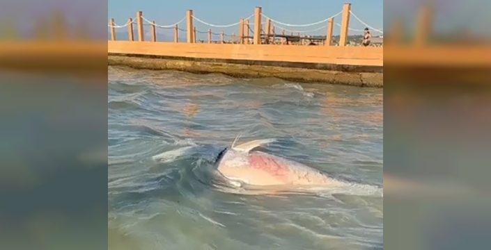 Uzmanlar, ölü orkinosların tüketilmemesi gerektiğini vurguladı