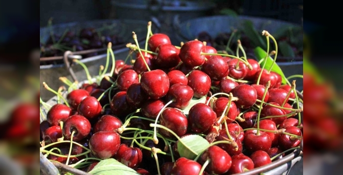 Vişne rekoltesindeki durağanlık ve yüksek aroma, Sultandağı'nın kıymetli meyvesini cazip kıldı