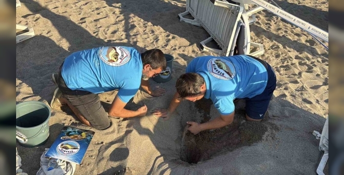 62 caretta caretta yavrusu denize ulaştı