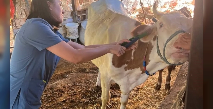 Aydın'da sonbahar şap aşısı kampanyası başladı
