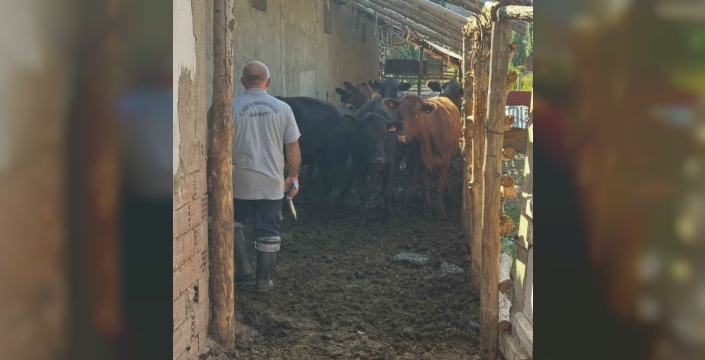 Aydıntepe'de büyükbaş hayvanlar için şap aşılama kampanyası başladı