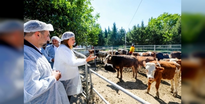Belediye, ucuz et için besi çiftliği kurdu