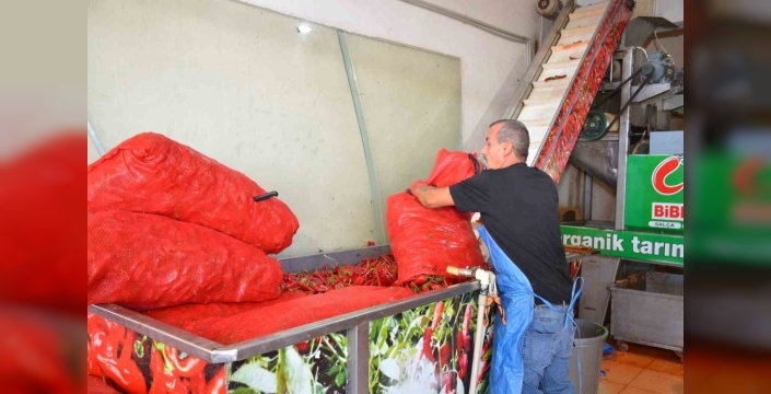Besni'de salçalık biber satışı hareketlendi
