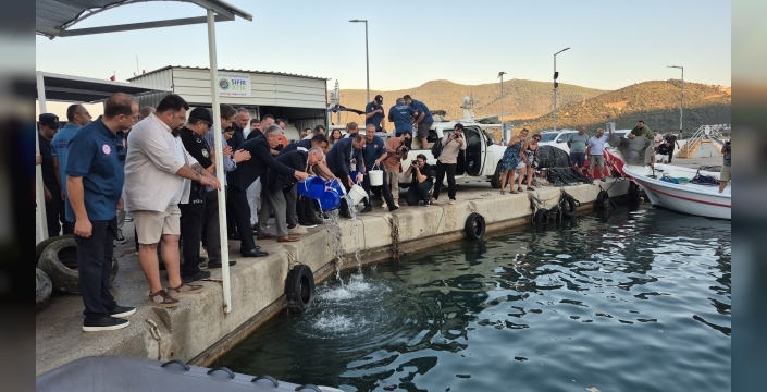 Bodrum'da av sezonu başladı: 10 bin yavru levrek denize bırakıldı