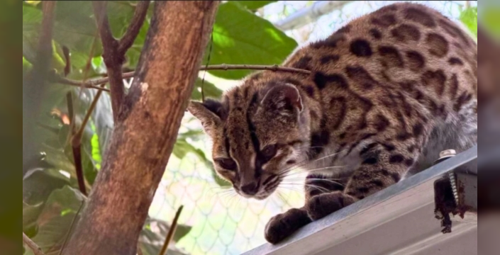 Bolivya'da yeni bir vahşi kedi türü keşfedildi
