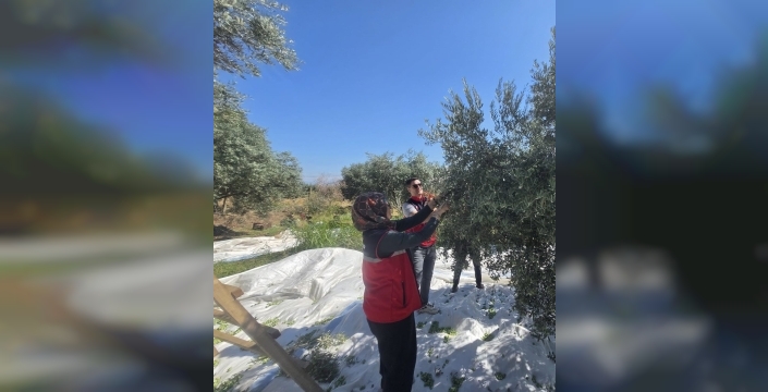 Bozdoğan'da zeytin hasadı üreticilerle birlikte yapıldı