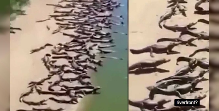 Brezilya sahilinde dev sürüngen istilası yaşandı