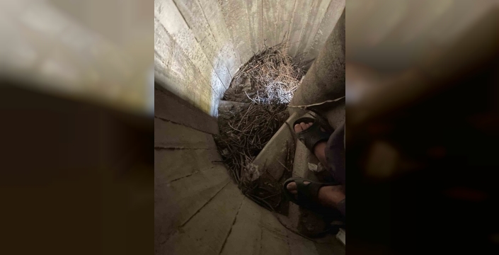 Burhaniye'de kullanılmayan minareler kargalara yuva oldu
