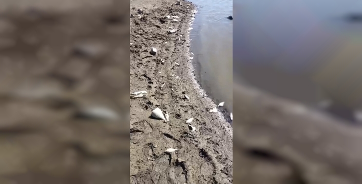 Bursa'da Kocasu Deresi'nde balık ölümleri tespit edildi