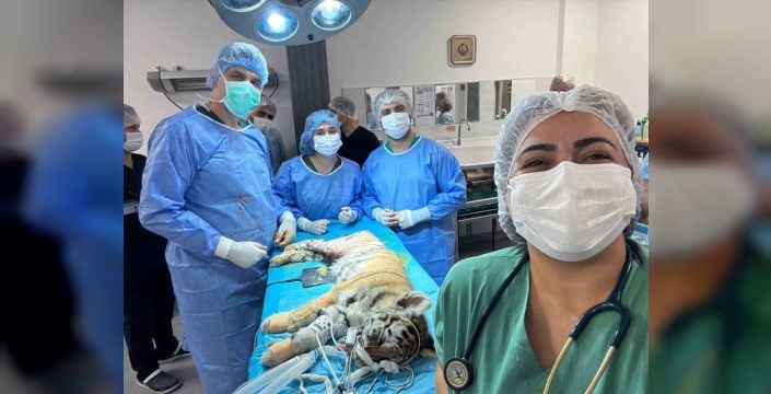 Bursa'da yavru kaplan ameliyatla sağlığına kavuşturuldu