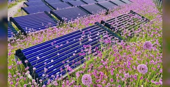 Çatılarda safran ve güneş enerjisi üretimi