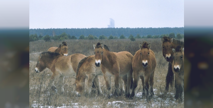 Çernobil'de bırakılan Przewalski atları popülasyon oluşturdu