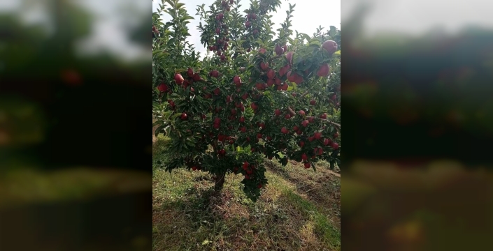 Çivril'de elma bahçelerinde pestisit kontrolü yapılıyor