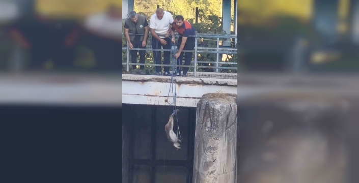 Dağ keçisi, Elazığ'da kurtarma operasyonuyla doğaya döndü
