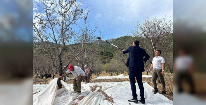 Datça'da badem hasadı devam ediyor