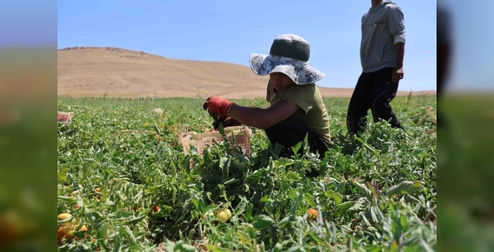Elazığ'da mevsimlik işçiler, sıcak altında tarım yapıyor