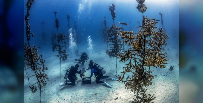 Florida'da deniz dibine 1000 ağaç dikildi