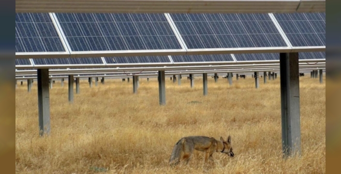 Güneş enerjisi santralleri, cüce tilkilerin yaşamına katkı sağlıyor