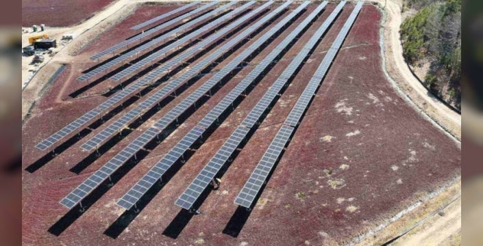 Güneş panellerinin altında hasat edilen turna yemişinin tadı değişti