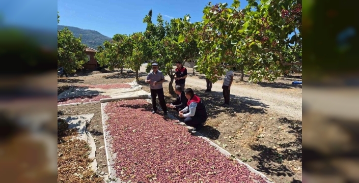Güney'de Antep fıstığı hasadı üreticileri sevindiriyor
