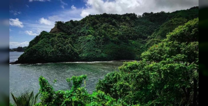 Hawaii'de 150 bin ağaç 20 yılda çorak araziyi canlandırdı
