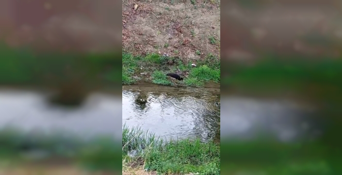 İnegöl'de nadir kara leylek beslenirken görüntülendi