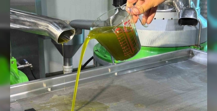 İznik'te ilk zeytin hasadı yapıldı, zeytinyağı Avrupa'ya ulaşıyor