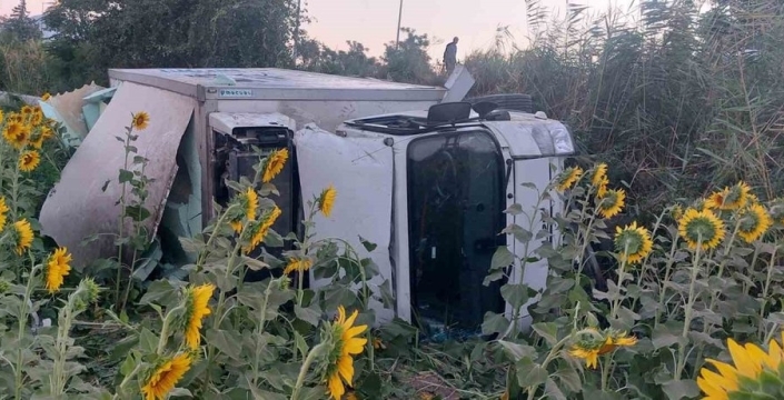 Kamyonet ayçiçeği tarlasına devrildi: 1 yaralı