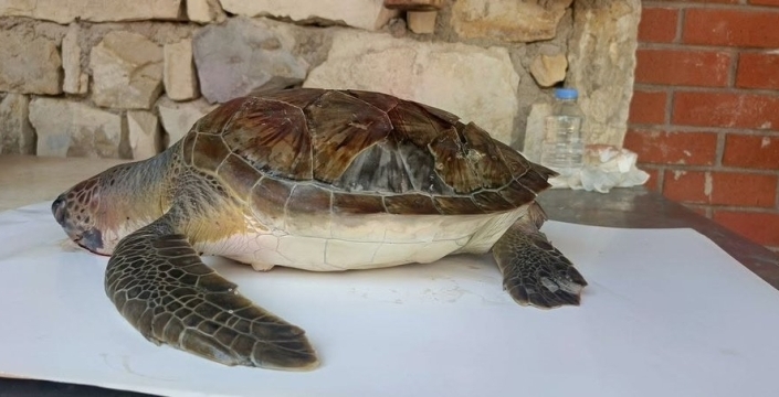 Kuşadası Körfezi'nde 4 deniz kaplumbağası ölü bulundu