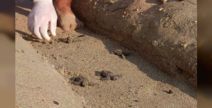 Kuşadası'nda sel alanındaki yuvadan 67 yavru çıktı