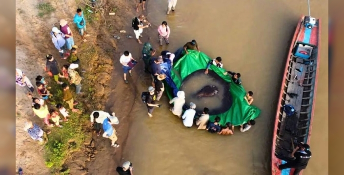 Mekong Nehri'nde 300 kilogramlık dev vatoz bulundu