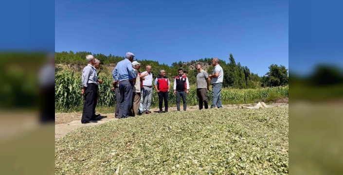 Menteşe'de üreticilere silajlık mısır eğitimi