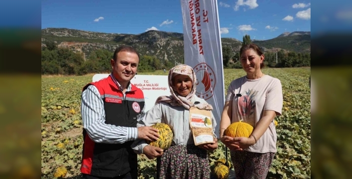 Menteşe'de yayla kavunu ve ata sebzesi hasadı