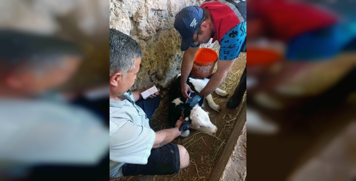 Muğla'da buzağı ölümlerini azaltma projesi başladı