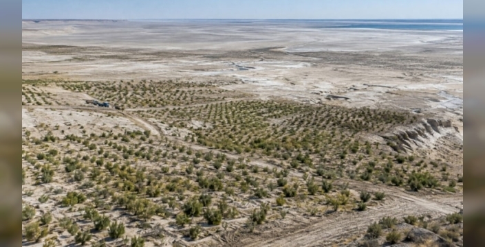 Özbekistan, Aral Gölü tabanında bitkilendirme çalışmaları başlattı