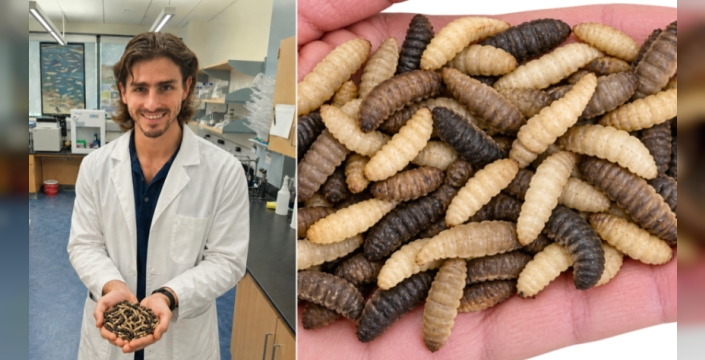 Sargassum yosunu sorununa çözüm arayışı: Kara asker sineği larvaları devrede