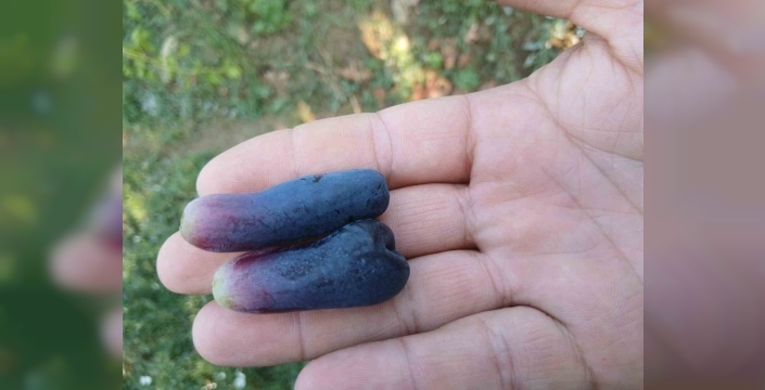 Sarıgöl'de Sweet Sapphire üzüm çeşidi ilgi çekti
