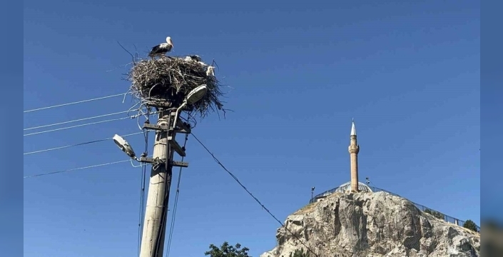 Sivas'ta leylek ailesi her yaz mahalledeki yuvaya geri dönüyor
