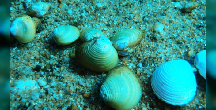 Tahoe Gölü'nde istilacı midyeler için kauçuk örtü kullanıldı