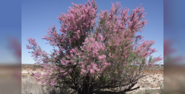 Tamarisk istilasıyla mücadelede böcekler kullanılıyor