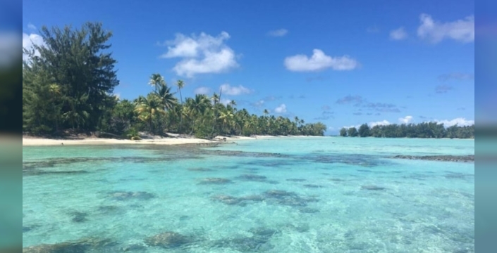 Tetiaroa adasında 15 binden fazla deniz kaplumbağası yavrusu dünyaya geldi