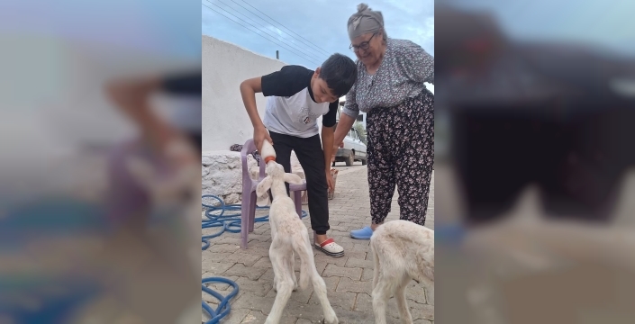 Üçüz kuzular biberonla besleniyor