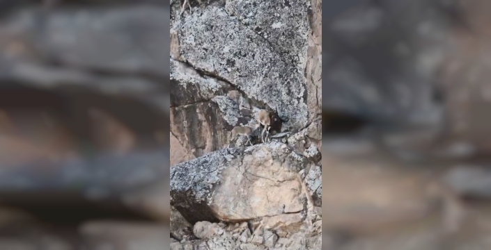 Yusufeli'nde anne dağ keçisi yavrusunu emziriyor
