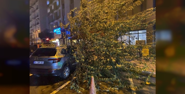 Bandırma'da fırtına ağacı aracın üzerine devirdi