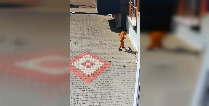 Bandırma'da kediye kötü muamele: Hukuki süreç başladı
