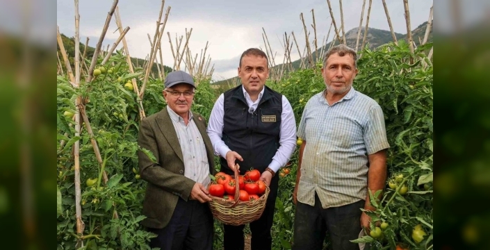 Bilecik'te domates hasadı sürüyor