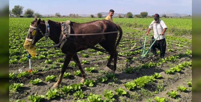 Çiftçi, marul tarlasını at ile sürmeye başladı
