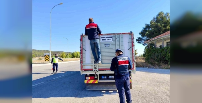 Dazkırı'da canlı hayvan nakli denetimleri devam ediyor